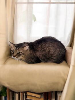 Rescue Domestic Medium Hair Cats for Adoption in Champaign, Illinois - Jonesy | PetCurious