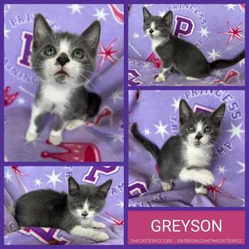 Domestic Short Hair Cats Available for Adoption in Corpus Christi, Texas - Greyson | PetCurious