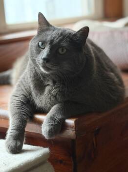 Cricket -  Domestic Short Hair Cat for Adoption in Jacksonville, Florida - Cricket | PetCurious
