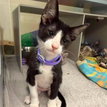 K5/Katiana -  Domestic Short Hair Cat for Adoption in Buchanan Dam, Texas - K5/Katiana | PetCurious