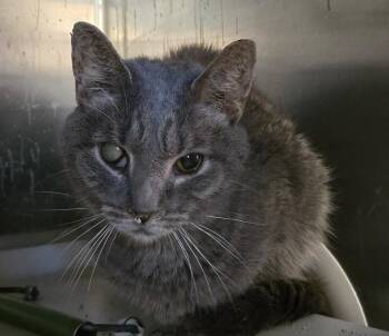 Jewel -  Domestic Short Hair Cat for Adoption in Cincinnati, Ohio - Jewel | PetCurious