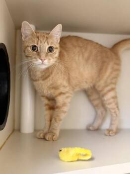 Penelope -  Domestic Short Hair Cat for Adoption in Fairfax, Virginia - Penelope | PetCurious