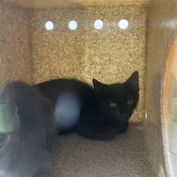 Hyatt -  Domestic Short Hair Cat for Adoption in Philadelphia, Pennsylvania - Hyatt | PetCurious