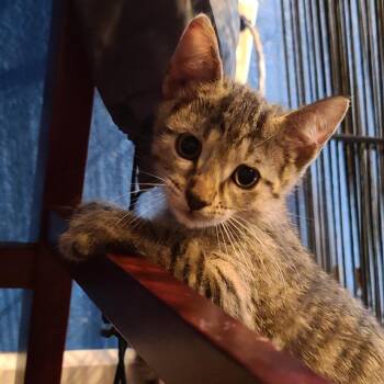 Pixie ~ C70159 -  Domestic Short Hair Cat for Adoption in Minnetonka, Minnesota - Pixie ~ C70159 | PetCurious