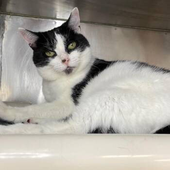 Lucia -  Domestic Short Hair Cat for Adoption in Roanoke, Virginia - Lucia | PetCurious