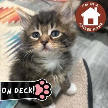 Hermione -  Domestic Short Hair Cat Available for Adoption in Janesville, Wisconsin - Hermione | PetCurious