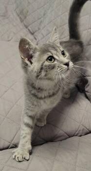 Oolong -  Domestic Short Hair Cat for Adoption in Sandusky, Ohio - Oolong | PetCurious