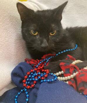 SAVANNA -  Domestic Short Hair Cat for Adoption - SAVANNA | PetCurious