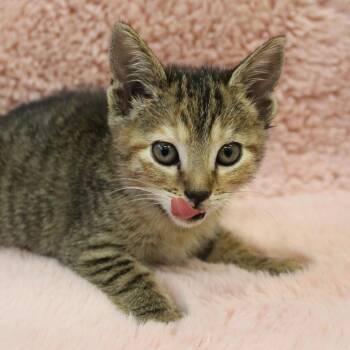 Lobster -  Domestic Short Hair Cat for Adoption in Auburn, Alabama - Lobster | PetCurious