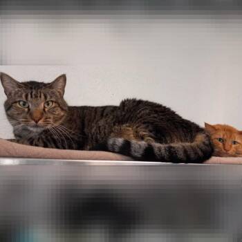 Chewie -  Domestic Medium Hair and Maine Coon Cat for Adoption in Denver, Colorado - Chewie | PetCurious