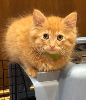 Apple Jack -  Domestic Long Hair Cat for Adoption in Greenwood, Indiana - Apple Jack | PetCurious