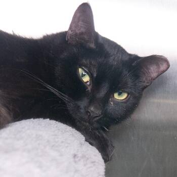 Domestic Long Hair Cats Available for Adoption in Seattle, Washington - Cypress (and Olive) | PetCurious