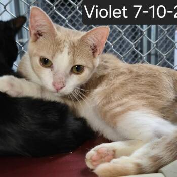 Violet -  Domestic Short Hair Cat for Adoption in Snow Hill, North Carolina - Violet | PetCurious