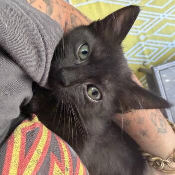 Moira Rose -  Domestic Short Hair Cat for Adoption in Los Angeles, California - Moira Rose | PetCurious