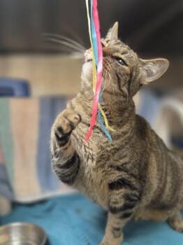 Snoopy -  Domestic Short Hair Cat for Adoption in Westland, Michigan - Snoopy | PetCurious