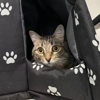 Rescue Domestic Short Hair Cats for Adoption in Kyle, Texas - BAILEY | PetCurious