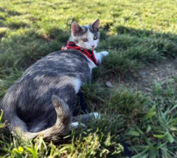 Alanis -  Domestic Short Hair Cat for Adoption in Lemoyne, Pennsylvania - Alanis | PetCurious