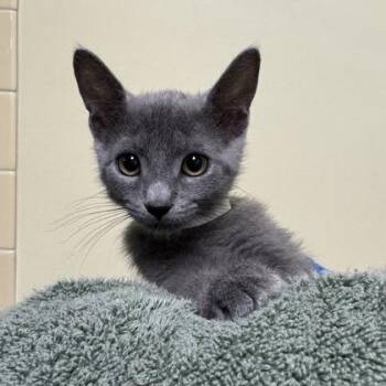 Lillibet -  Domestic Short Hair Cat for Adoption in Richmond, Virginia - Lillibet | PetCurious