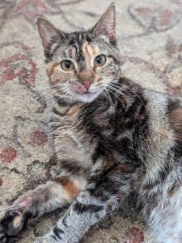 Cupcake -  Domestic Short Hair Cat Available for Adoption in Niles, Michigan - Cupcake | PetCurious