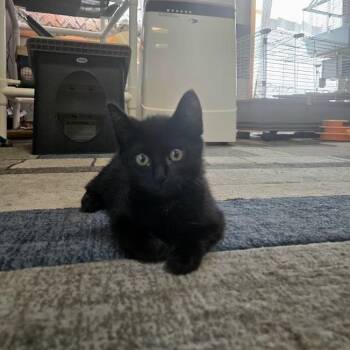 Enid -  Domestic Short Hair Cat for Adoption in Sioux Falls, South Dakota - Enid | PetCurious