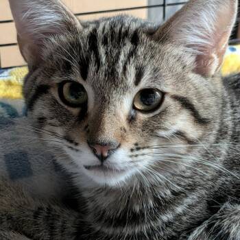 Blinky Myers -  Domestic Short Hair Cat for Adoption in Eagle Mountain, Utah - Blinky Myers | PetCurious