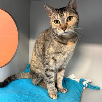 Hope -  Domestic Short Hair Cat for Adoption in Sarasota, Florida - Hope | PetCurious