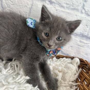 Eeny -  Domestic Short Hair Cat for Adoption in Harrisonburg, Virginia - Eeny | PetCurious