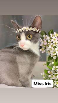Domestic Short Hair Cats Available for Adoption in Walnut Creek, California - Miss Iris At Martinez Pet Food Express  May 2nd | PetCurious