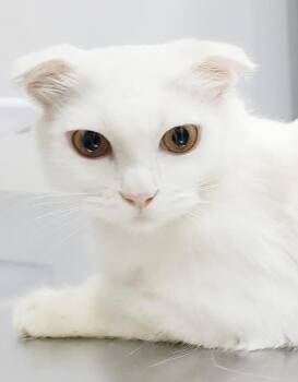 Scottish Fold Cats Available for Adoption in Bedford Hills, New York - Elsa Is A LOVE LOVE LOVE - Gorgeous Soft White Cloud VIDEO - EME | PetCurious