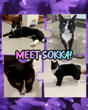 Tuxedo Cats Available for Adoption in Sanford, North Carolina - Sokka | PetCurious