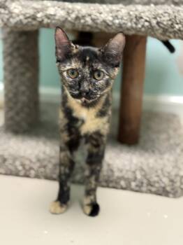Domestic Short Hair Cats Available for Adoption - Faith | PetCurious