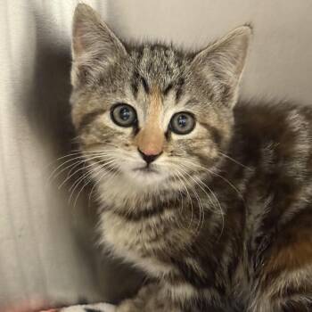 Spooky Sparkle Bear -  American Shorthair Cat for Adoption in Cody, Wyoming - Spooky Sparkle Bear | PetCurious