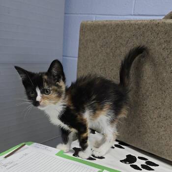 Nemo 26-0300 -  Domestic Short Hair Cat Available for Adoption in Yanceyville, North Carolina - Nemo 26-0300 | PetCurious