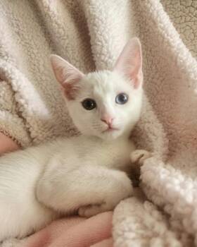 Pudding - Sweets Litter -  Siamese Cat for Adoption in Anthem, Arizona - Pudding - Sweets Litter | PetCurious
