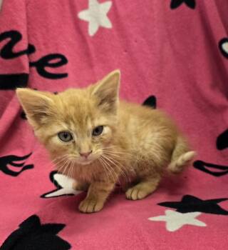 Talulah -  Domestic Short Hair Cat for Adoption in Dickson, Tennessee - Talulah | PetCurious