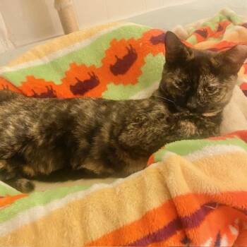 Rescue Domestic Short Hair Cats for Adoption in Benicia, California - Turnip | PetCurious