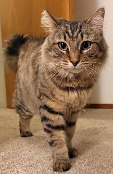 Blossom -  Maine Coon and Domestic Long Hair Cat for Adoption in Palo Alto, California - Blossom | PetCurious
