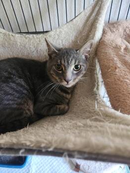 Rescue Domestic Short Hair Cats for Adoption in Westminster, California - Dexter | PetCurious