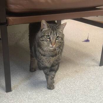 Seven -  Domestic Short Hair Cat Available for Adoption in Kansas City, Kansas - Seven | PetCurious