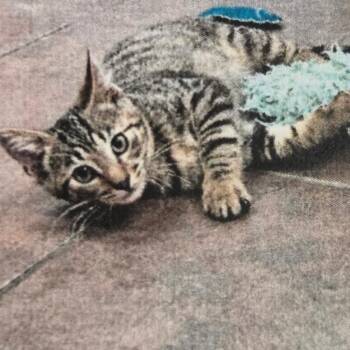 Professor Dorito -  Domestic Short Hair Cat for Adoption in Austin, Texas - Professor Dorito | PetCurious