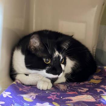 Zorro -  Domestic Short Hair Cat for Adoption in Watertown, New York - Zorro | PetCurious