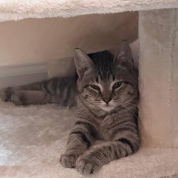 Colwyn (Maki) -  Domestic Short Hair Cat for Adoption in Cumming, Georgia - Colwyn (Maki) | PetCurious