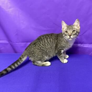 Bong -  Domestic Short Hair Cat for Adoption in North Myrtle Beach, South Carolina - Bong | PetCurious