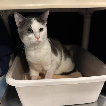 Domestic Short Hair Cats Available for Adoption in Greensboro, North Carolina - Lior | PetCurious