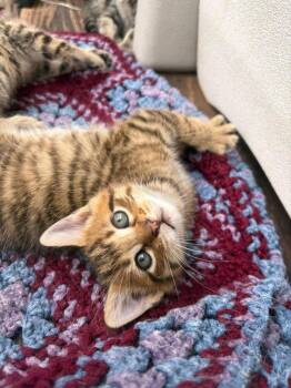 Piper Kitty -  Domestic Short Hair Cat for Adoption in Shawnee, Oklahoma - Piper Kitty | PetCurious