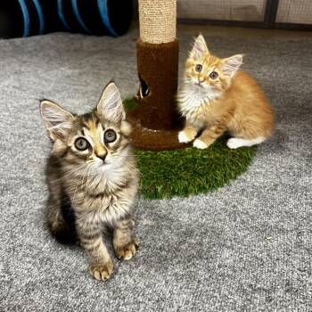 Domestic Long Hair Cats Available for Adoption in Juno Beach, Florida - Cheetara | PetCurious