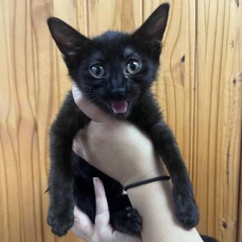 Jyn -  Domestic Short Hair Cat for Adoption in Waco, Texas - Jyn | PetCurious