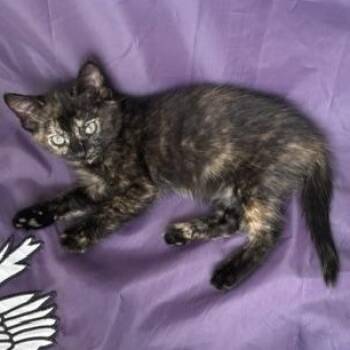 Amber -  Domestic Short Hair Cat for Adoption in Beaufort, South Carolina - Amber | PetCurious