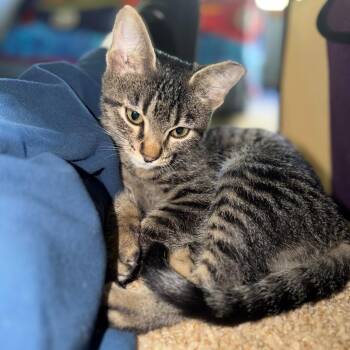 MJ Rice -  Domestic Short Hair and Tabby Cat for Adoption in Morrison, Colorado - MJ Rice | PetCurious