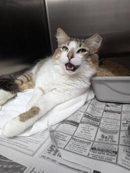 Domestic Medium Hair and Domestic Short Hair Cats Available for Adoption in Louisburg, North Carolina - Mufasa | PetCurious